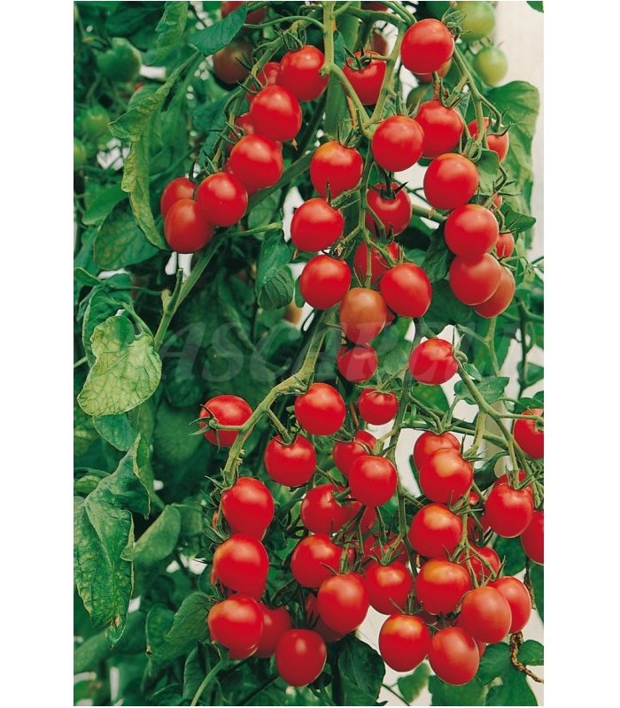 m 91182 tomate minibel cocktail 1 gr