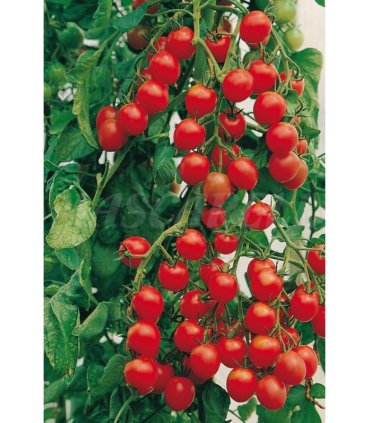 m 91182 tomate minibel cocktail 1 gr