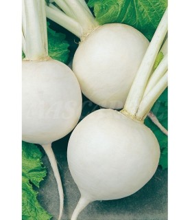 m 51118 nabo bola de nieve 6 gr