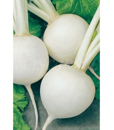 m 51118 nabo bola de nieve 6 gr