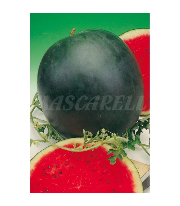 m 51158 sandia sugar baby 2 gr