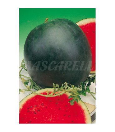 m 51158 sandia sugar baby 2 gr