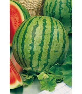 m 91161 sandia crimson sweet 3 gr