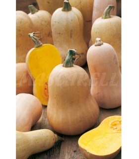 calabaza violin butternut 3 gr