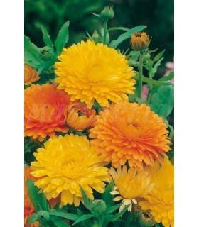 calendula gigante 2 gr