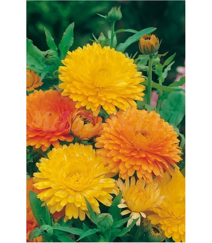 calendula gigante 2 gr