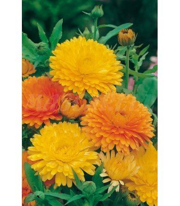 calendula gigante 2 gr