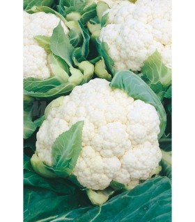 coliflor bola de nieve x 1 gr
