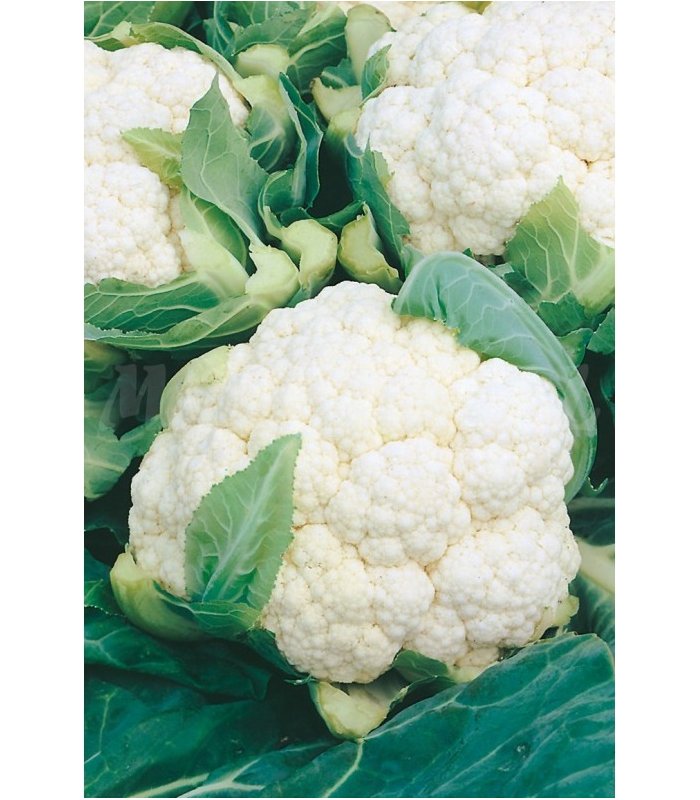 coliflor bola de nieve x 1 gr