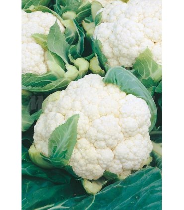 coliflor bola de nieve x 1 gr