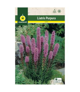 m 81128001 liatris spicatapurpura 10 ud calibre 12