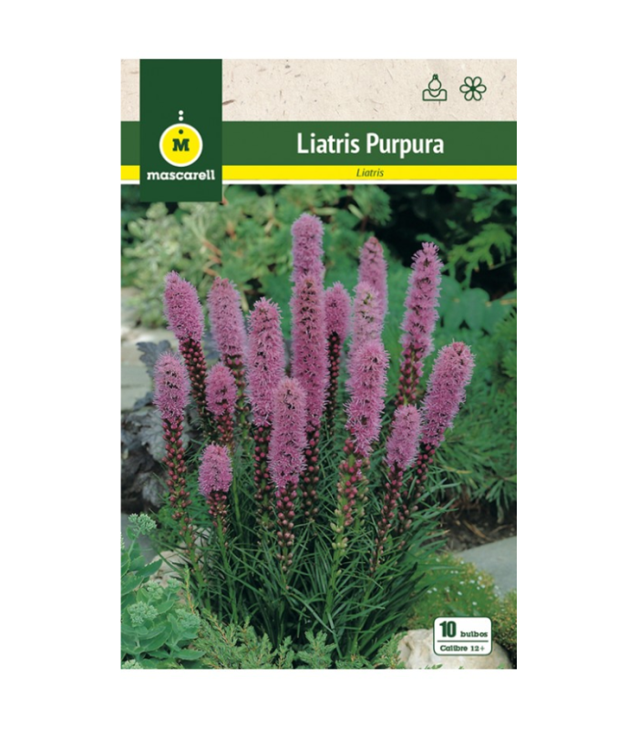 m 81128001 liatris spicatapurpura 10 ud calibre 12