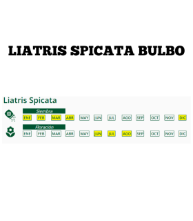 m 81128001 liatris spicatapurpura 10 ud calibre 12