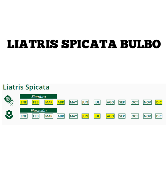 m 81128001 liatris spicatapurpura 10 ud calibre 12