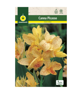 m 80168001 canna indica picasso amarilla jaspeada
