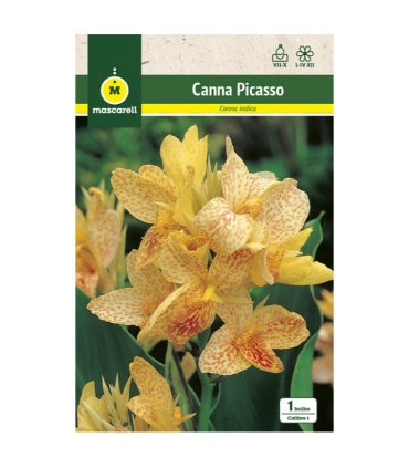 m 80168001 canna indica picasso amarilla jaspeada