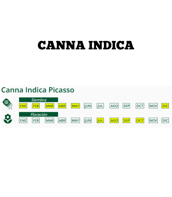 m 80168001 canna indica picasso amarilla jaspeada