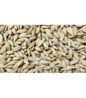 cebada cervecera 25 kg