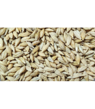 cebada cervecera 25 kg