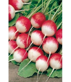 m 91151 rabano redondo rojo punta blanca 4 gr