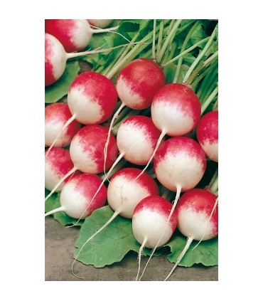 m 91151 rabano redondo rojo punta blanca 4 gr