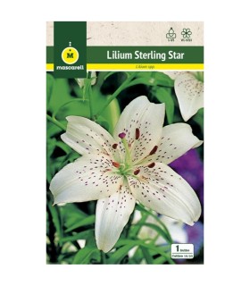 m 80898001 liliums sterling star blancomarron 1 ud