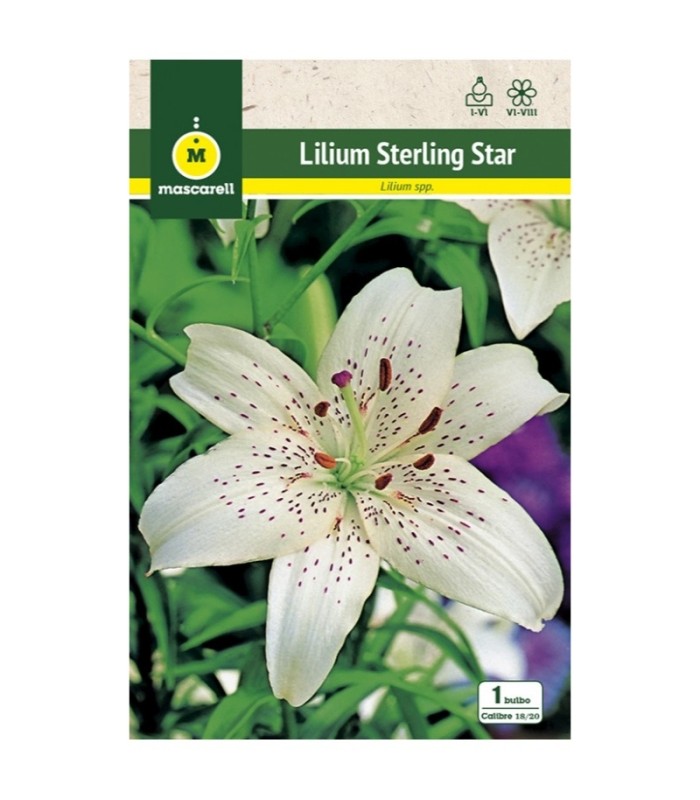 m 80898001 liliums sterling star blancomarron 1 ud