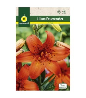 m 80948001 liliums oriental feuerzauber rojo