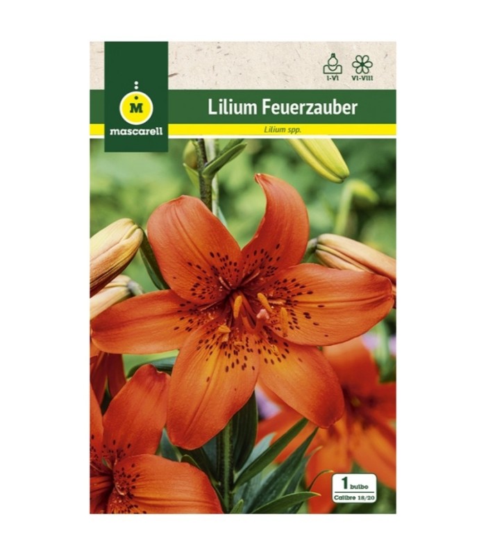m 80948001 liliums oriental feuerzauber rojo