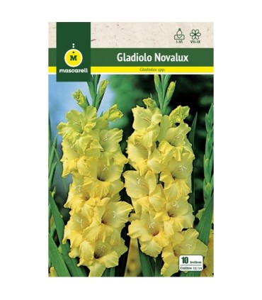 m 80688001 gladiolo novalux amarillo 10 und 1214