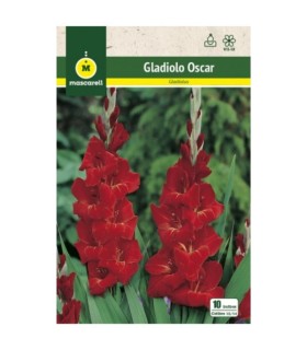 m 80638001 gladiolo oscar 10 bulbos calibre 1214