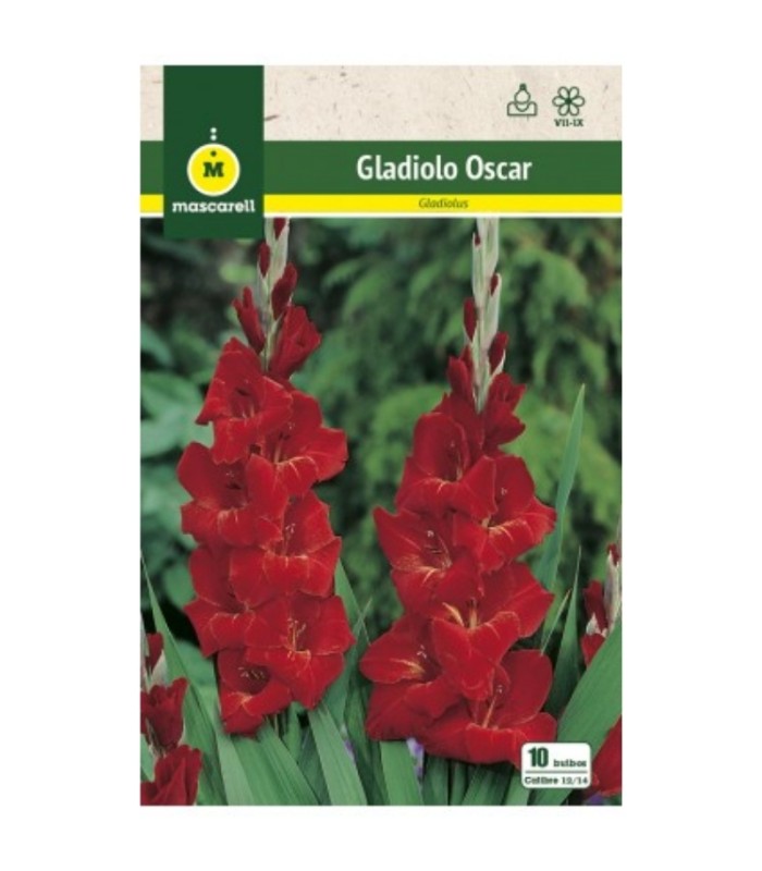 m 80638001 gladiolo oscar 10 bulbos calibre 1214