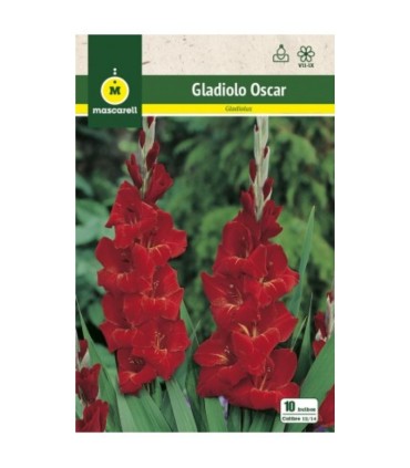 m 80638001 gladiolo oscar 10 bulbos calibre 1214