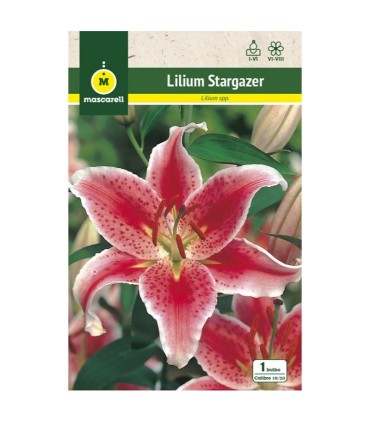m 80928001 liliums oriental stargazer rosa 1 uni
