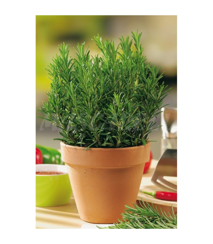 sobre semilla romero