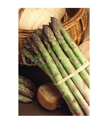 m 91072 esparrago argenteuil 2 gr