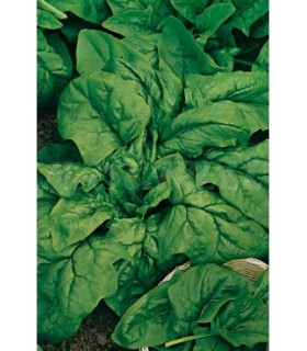m 91077 espinaca gigante de invierno 5 gr