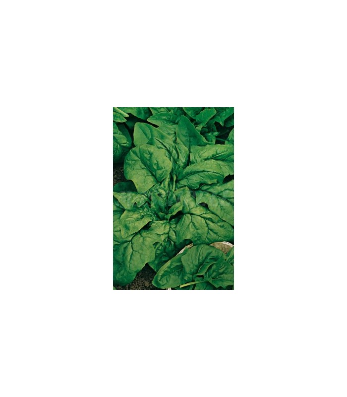 m 91077 espinaca gigante de invierno 5 gr