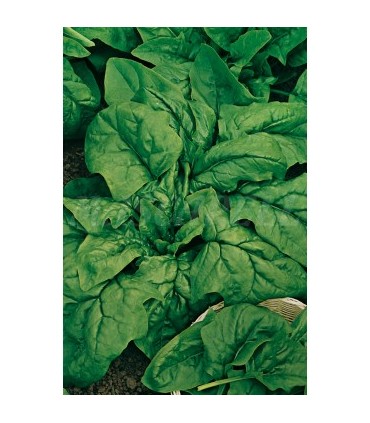 m 91077 espinaca gigante de invierno 5 gr