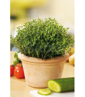 m 91223 tomillo 04 gr