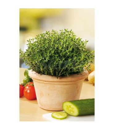 m 91223 tomillo 04 gr