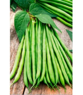 m 30630100 semilla judia mata baja modesto 100 gr