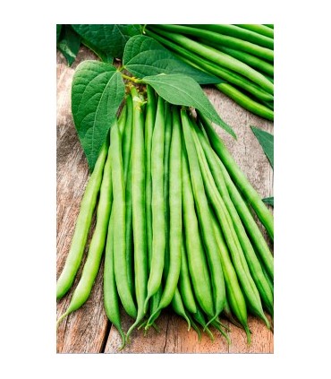 m 30630100 semilla judia mata baja modesto 100 gr