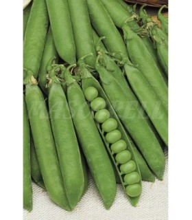 m 30050100 semilla guisante rondo m enrame 100 gr