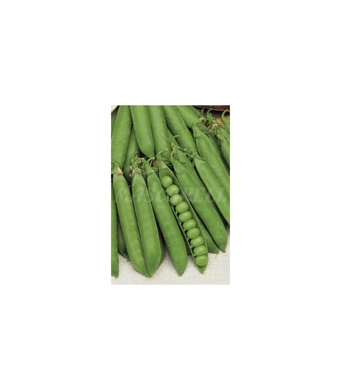 m 30050100 semilla guisante rondo m enrame 100 gr