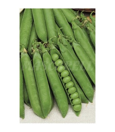 m 30050100 semilla guisante rondo m enrame 100 gr