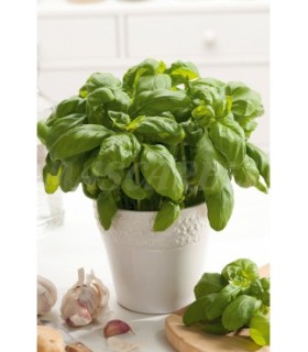 m 91006 semilla albahaca hoja ancha 3 gr