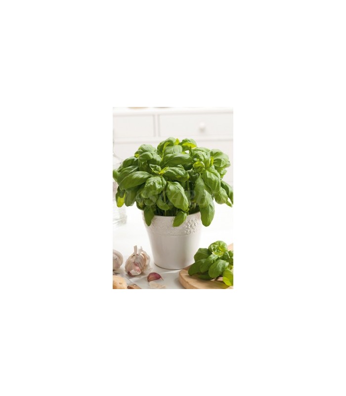 m 91006 semilla albahaca hoja ancha 3 gr