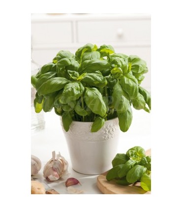 m 91006 semilla albahaca hoja ancha 3 gr