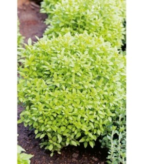 albahaca hoja fina 1 gr